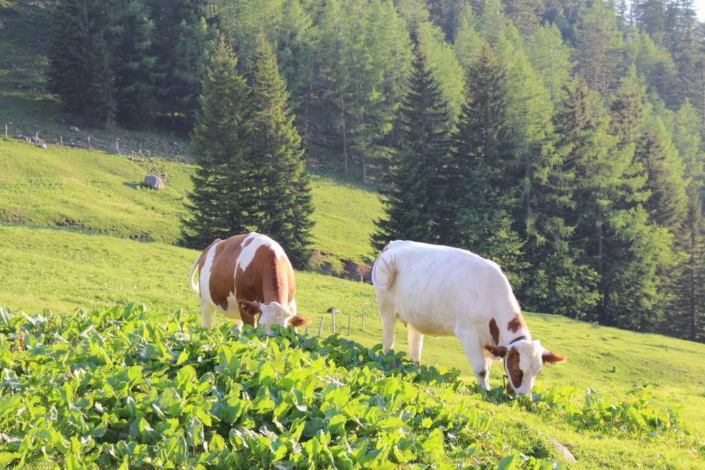 אנברג אים לאמרטל Salzburger Dolomitenhof מראה חיצוני תמונה